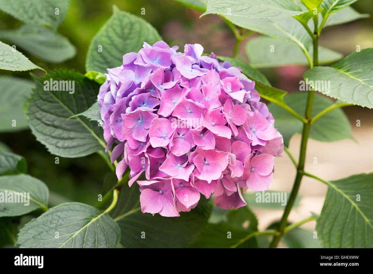 Hydrangea macrophylla 'Flamboyant' fiori Foto Stock