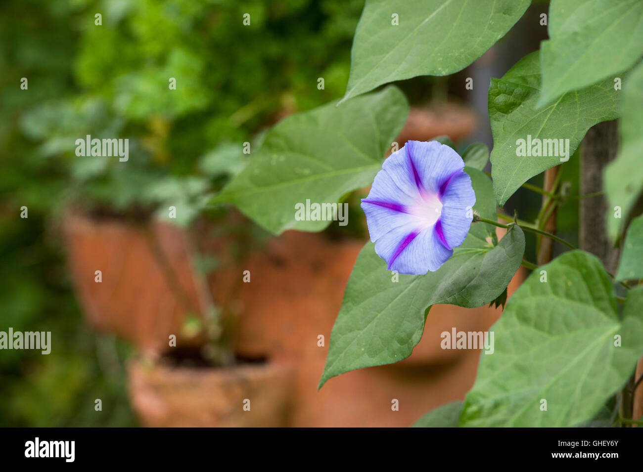 Ipomoea gloria di mattina 'Hazelwood blues" in un giardino inglese Foto Stock