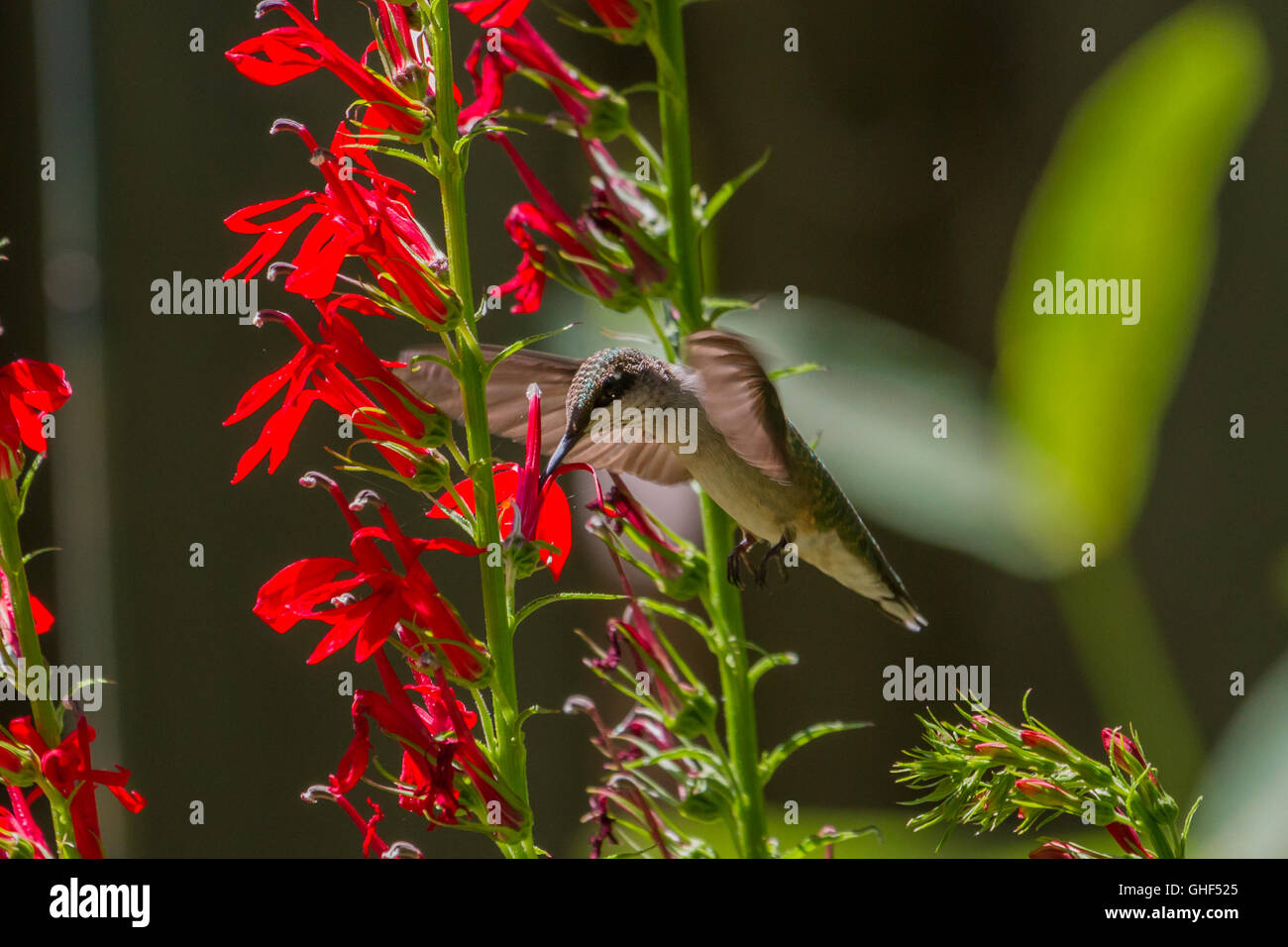 Ruby-throated Hummingbird alimentazione su un cardinale fiore. Foto Stock