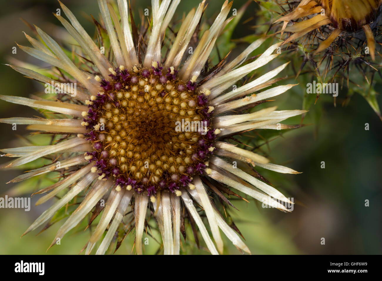 Cardo selvatico Carline Foto Stock