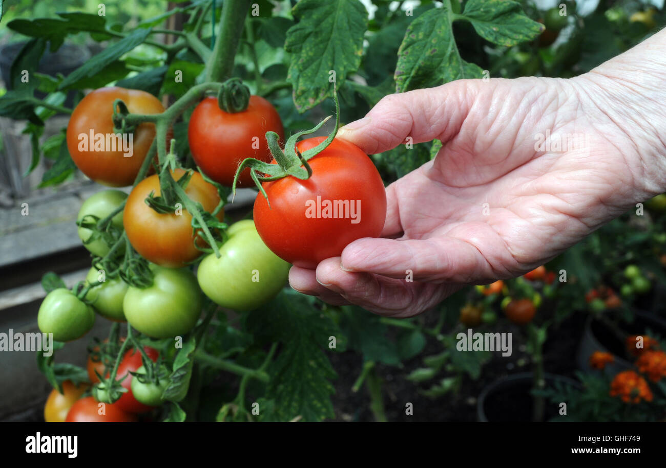 RIPE ROSSO POMODORO MONEYMAKER con pomodori maturazione essendo prelevato il mangiare sano coltivazione degli ortaggi in serra frutta giardinaggio REGNO UNITO Foto Stock