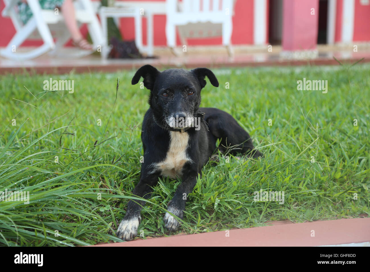 Cane anziano rilassarsi sul prato di Vinales, Cuba. Foto Stock