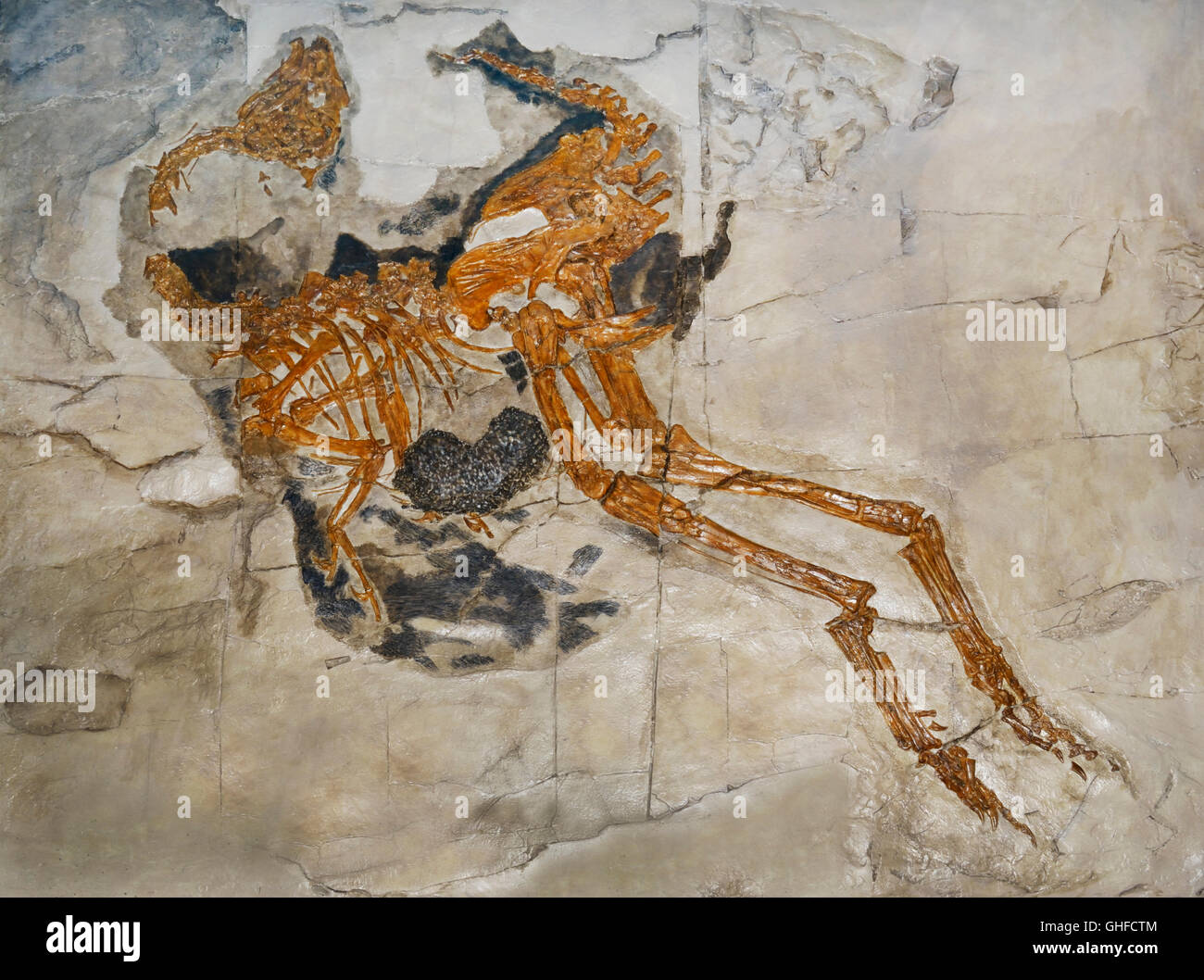 Caudipteryx zoui, il primo non-uccello fossile di dinosauro trovate con piume moderno, Primo Cretaceo, Liaoning Prov. Cina Foto Stock