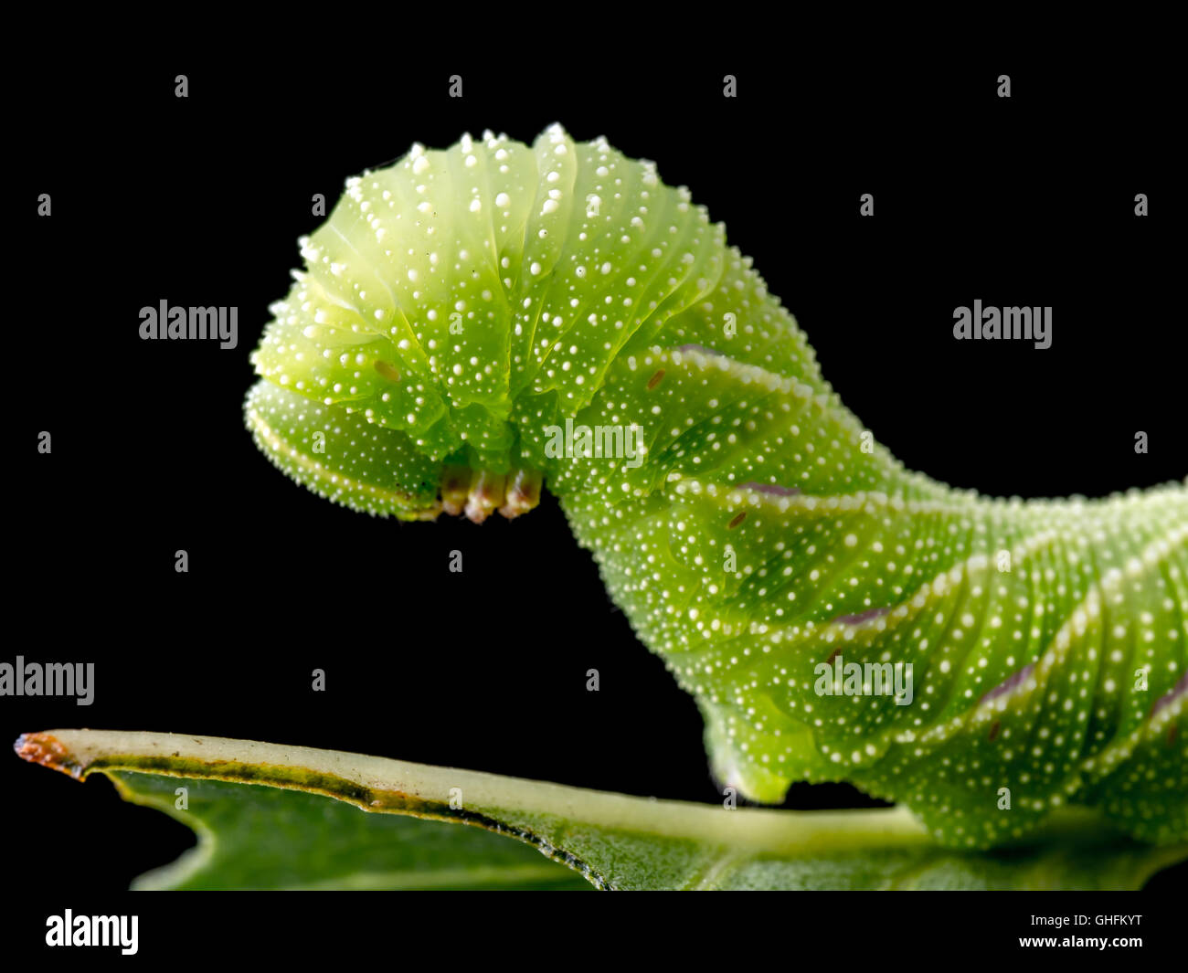 Sphinx ligustri caterpillar mangiare foglia verde su sfondo nero Foto Stock