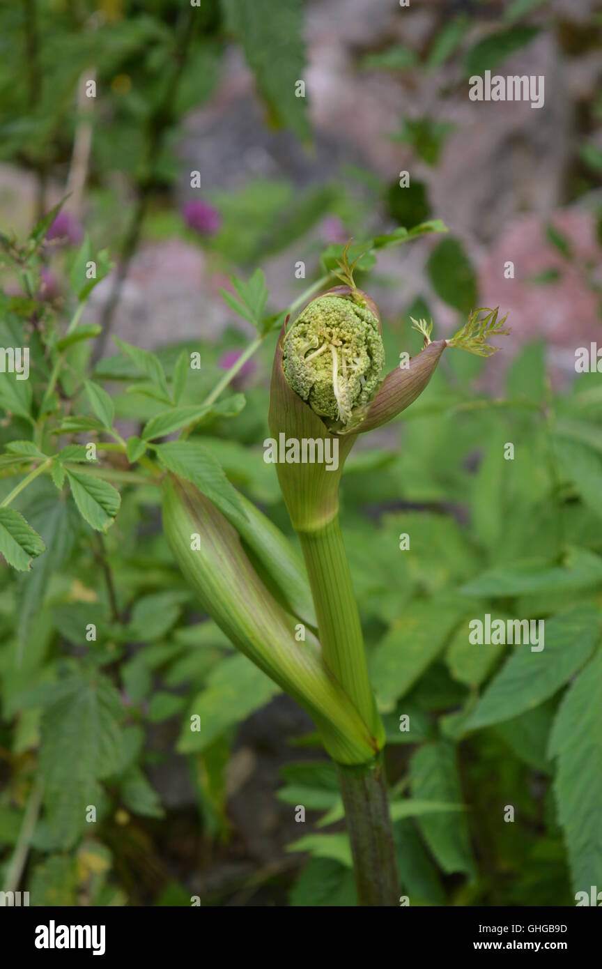 Una strana pianta in una foresta Foto Stock