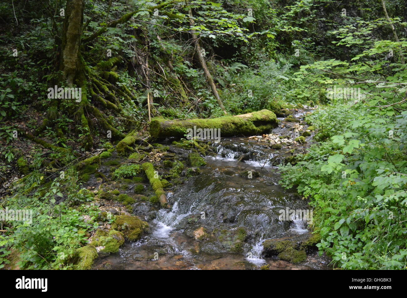 Piccolo fiume attraverso una fitta foresta Foto Stock