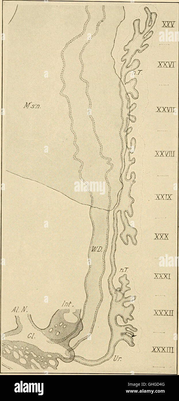 "The Development of the Chick" (1919) è un'introduzione all'embriologia, incentrata sulle fasi di sviluppo degli embrioni di pollo. Il lavoro esplora la crescita e la differenziazione di cellule, tessuti e organi durante lo sviluppo iniziale. Foto Stock