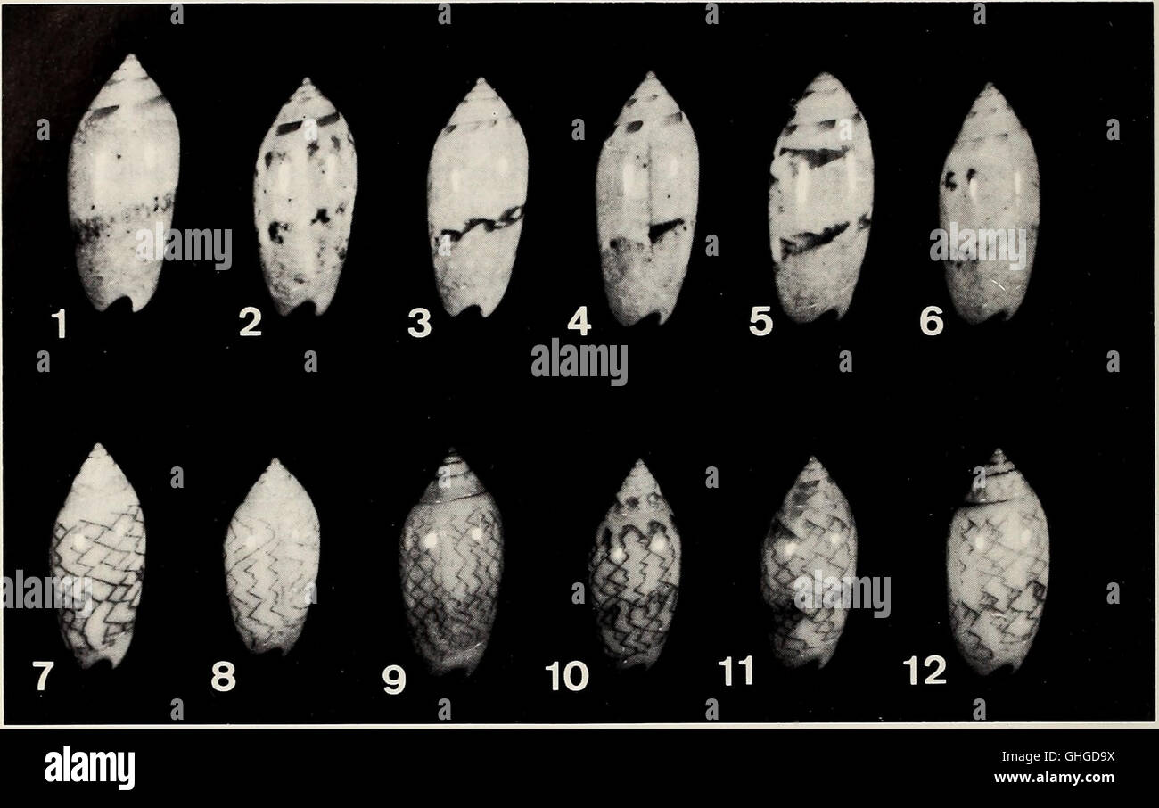 Apex, uscito nel 1986, è un film d'azione di fantascienza che esplora temi dell'intelligenza artificiale, della guerra futuristica e della sopravvivenza. La trama ruota intorno a uno scienziato che scopre un pericoloso esperimento che coinvolge combattenti umani in un mondo virtuale. Foto Stock