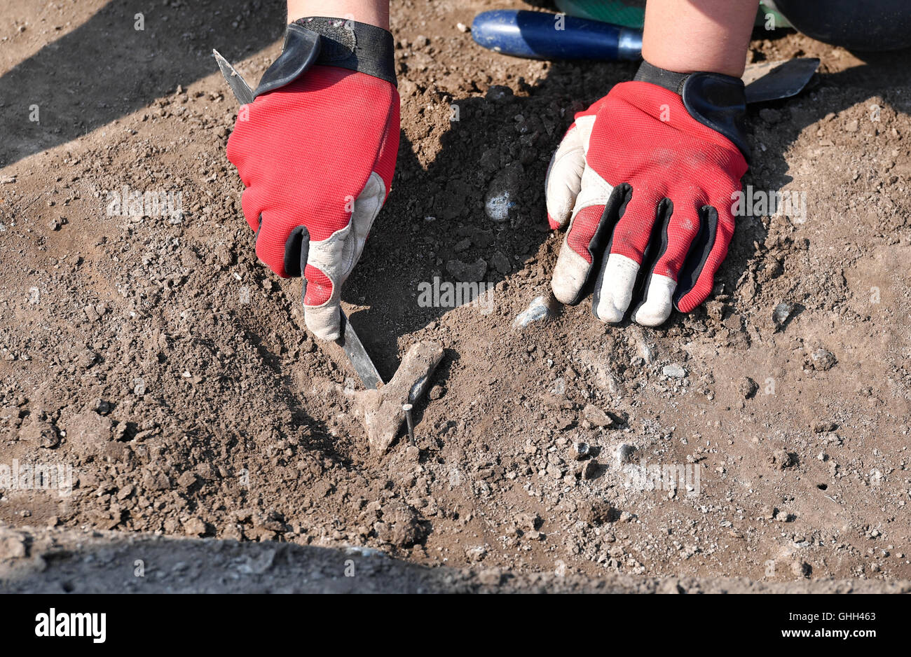 Quedlinburg, Germania. Xiv Sep, 2016. Lavori di scavo di studenti della Libera Università di Berlino in collaborazione con l'Ufficio statale per la conservazione dei monumenti storici e di archeologia presso un 6.800-anno-vecchio fosso anello vicino a Quedlinburg, Germania, 14 settembre 2016. Il sito di culto a forma di anello con collegamenti astronomici usati per avere un diametro di 98 metri e quattro ingressi. Foto: Jens KALAENE/dpa/Alamy Live News Foto Stock