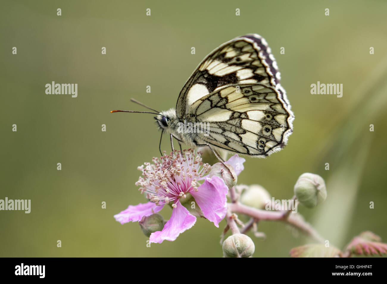In marmo bianco (butterfly Melanargia galathea) sul fiore rosa. Vista di profilo Foto Stock