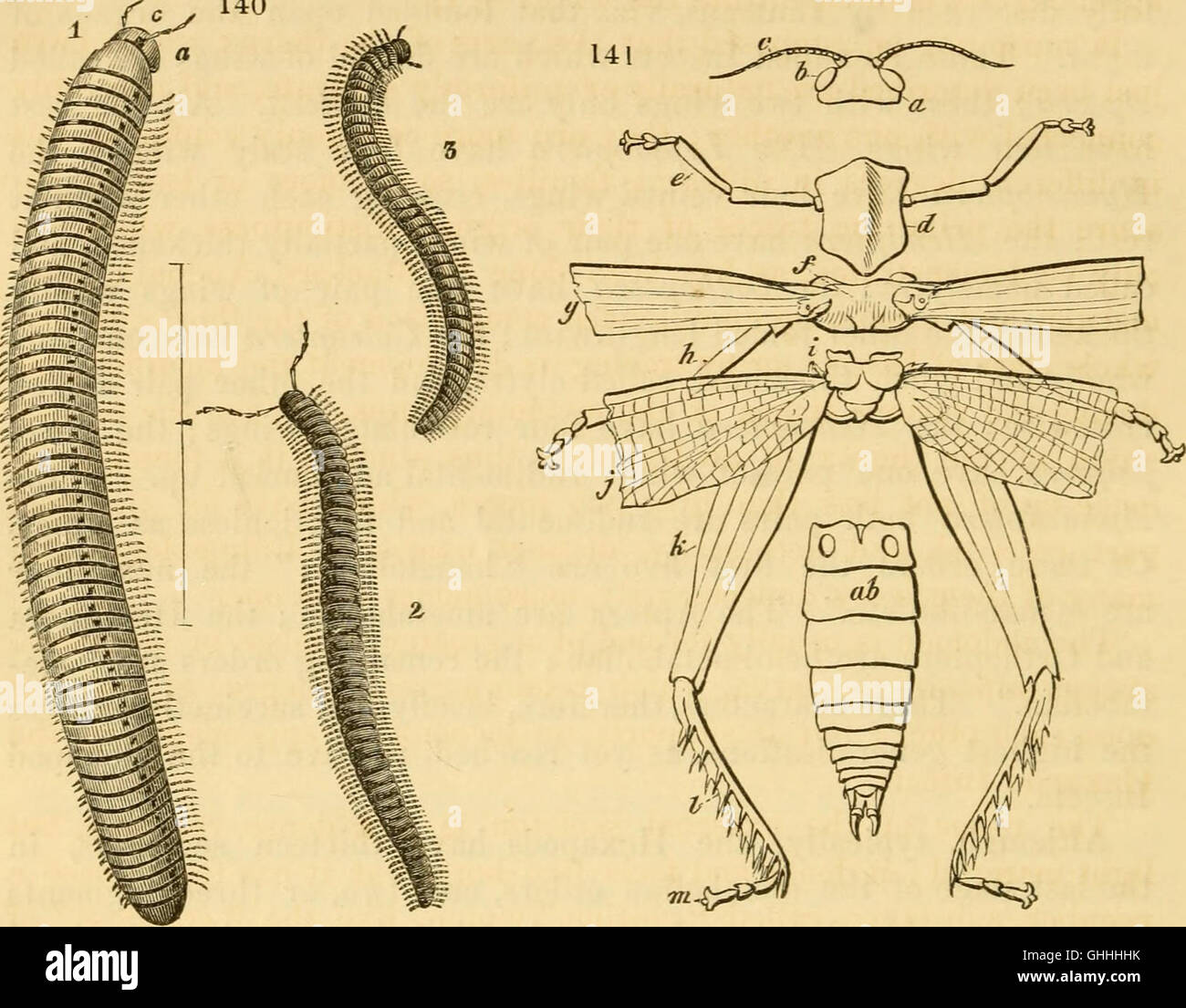 Anatomia Degli Invertebrati Immagini E Fotografie Stock Ad Alta anatomia-degli-invertebrati-immagini-e-fotografie-stock-ad-alta