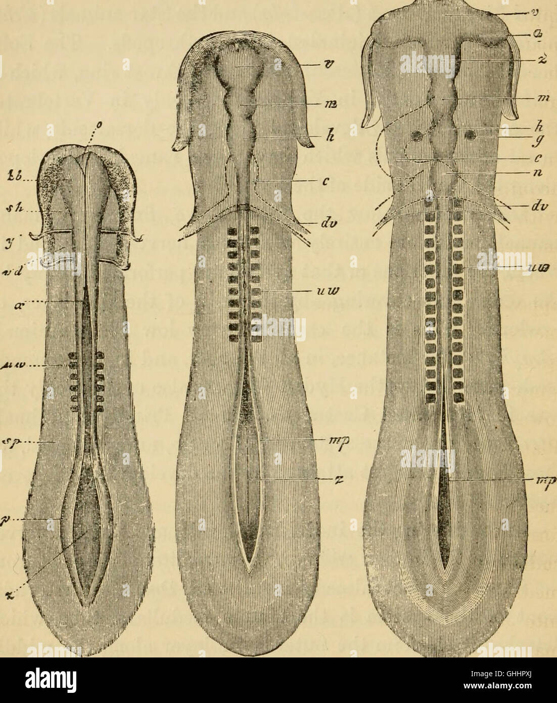 Questo lavoro del 1879 spiega l'evoluzione degli esseri umani attraverso l'ontogenia (sviluppo individuale) e la filogenesi (storia evolutiva), evidenziando le fasi chiave dello sviluppo umano e dell'ascendenza. Foto Stock