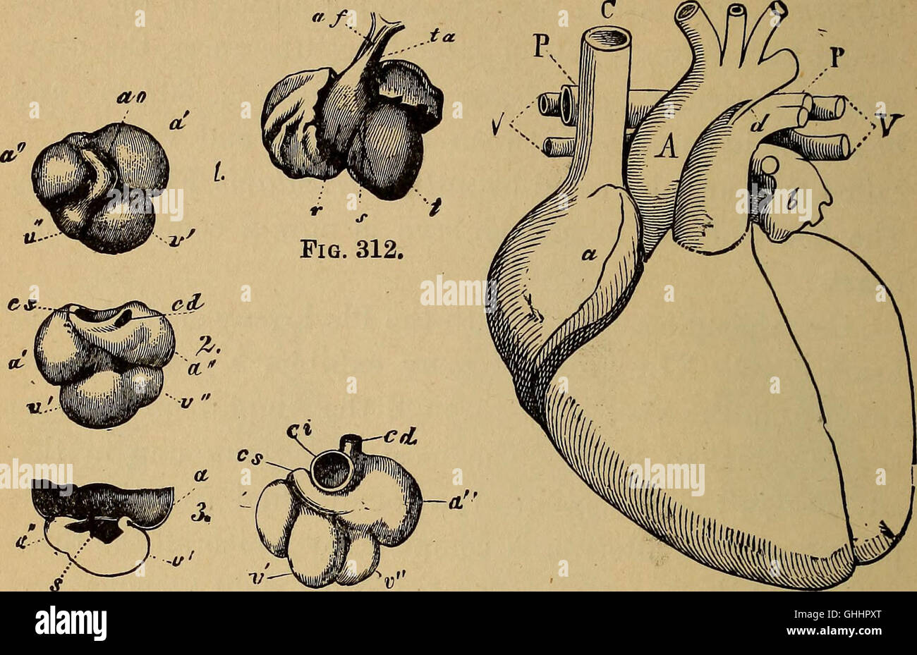 "The Evolution of Man" (1896) esplora lo sviluppo umano, concentrandosi sull'ontogenia (crescita individuale) e sulla filogenesi (evoluzione delle specie), fornendo informazioni sulla storia biologica dell'umanità. Foto Stock