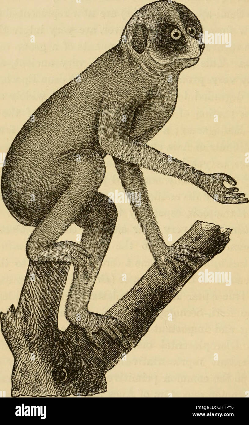 Questo lavoro del 1879 fornisce una spiegazione accessibile dello sviluppo umano, che copre sia l'ontogenia (sviluppo individuale) che la filogenesi (storia evolutiva). Serve come primo contributo allo studio dell'evoluzione umana e della biologia dello sviluppo. Foto Stock