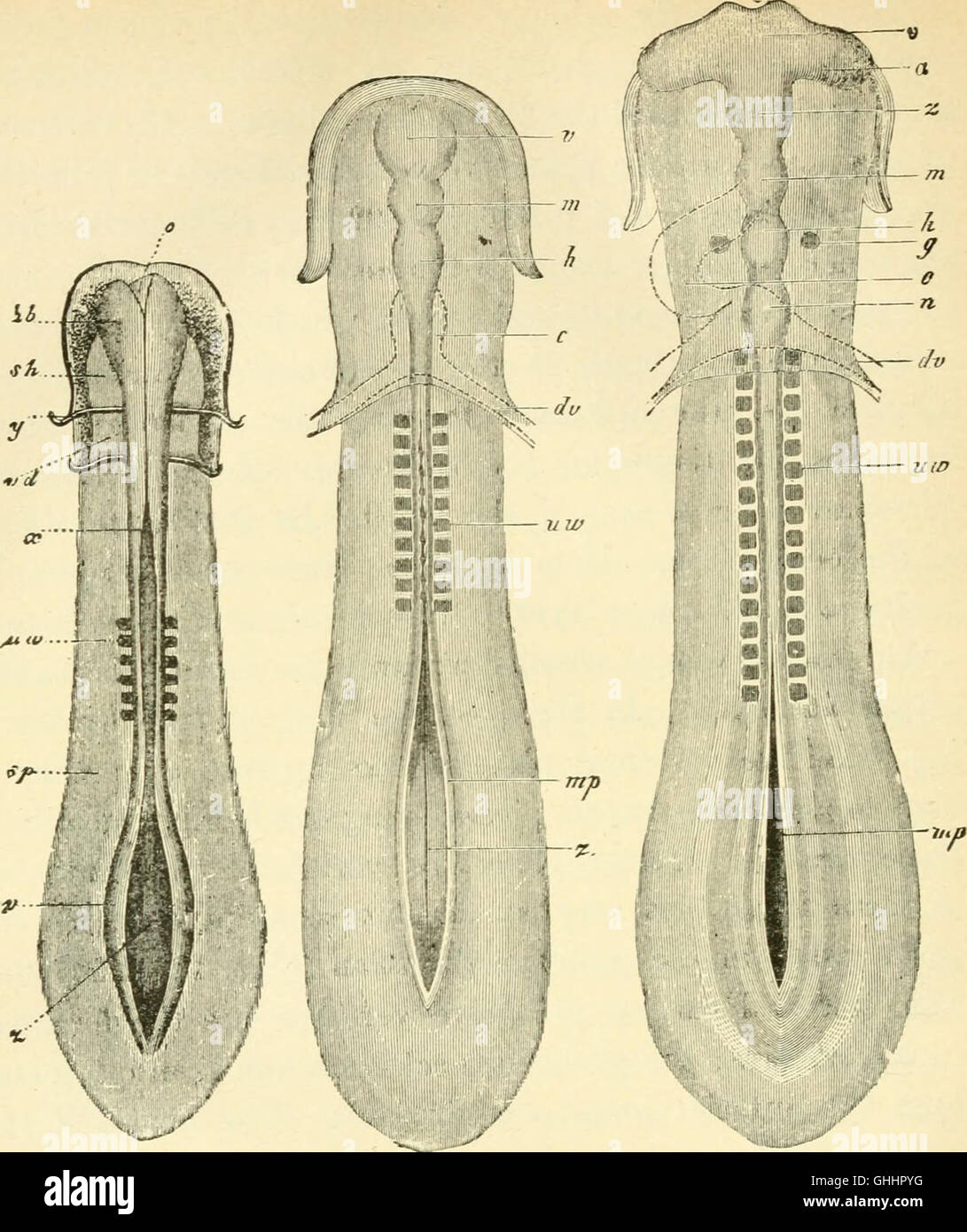 Questo lavoro del 1897 di Ernst Haeckel presenta una panoramica dell'evoluzione umana, concentrandosi sull'ontogenia (sviluppo di un singolo organismo) e sulla filogenesi (sviluppo evolutivo della specie). Foto Stock