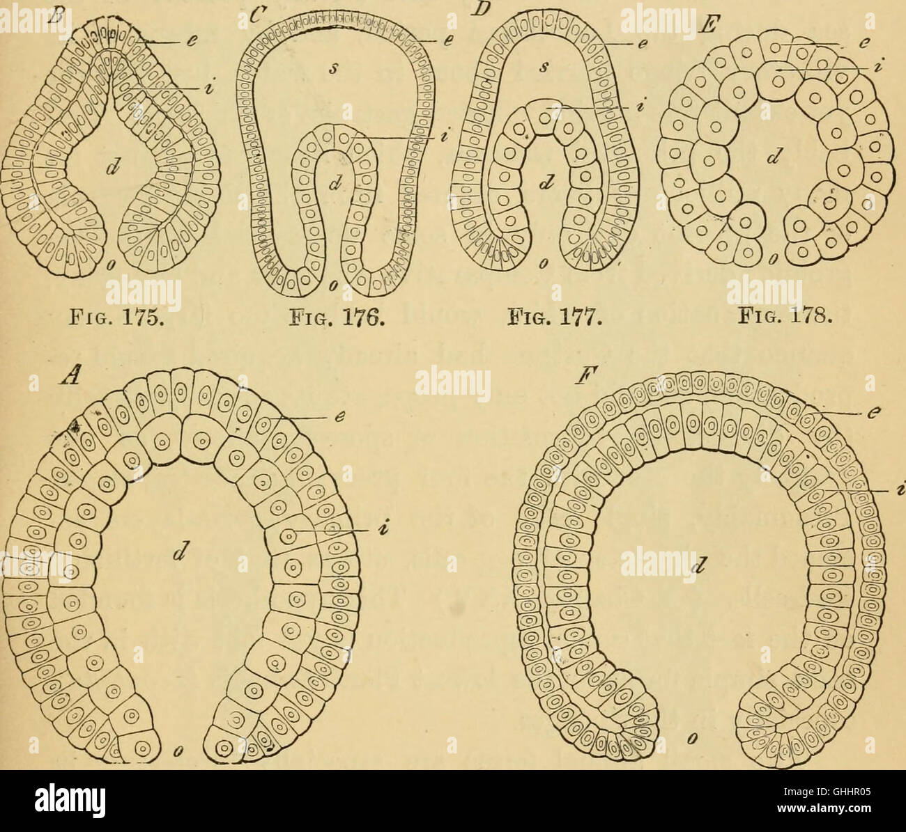 Un lavoro del XIX secolo incentrato sull'evoluzione degli esseri umani, affrontando sia l'ontogenia (lo sviluppo del singolo organismo) che la filogenesi (la storia evolutiva delle specie). Il libro offre approfondimenti sullo sviluppo umano da una prospettiva scientifica. Foto Stock