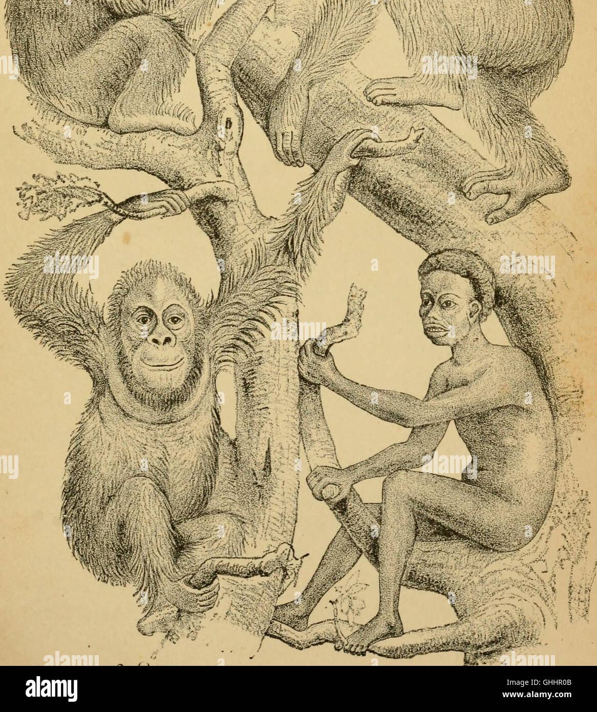 Il lavoro del 1879 discute l'evoluzione umana, concentrandosi sugli aspetti chiave dell'ontogenia (sviluppo individuale) e della filogenesi (sviluppo delle specie). Presenta una chiara panoramica dello sviluppo umano da una prospettiva biologica. Foto Stock