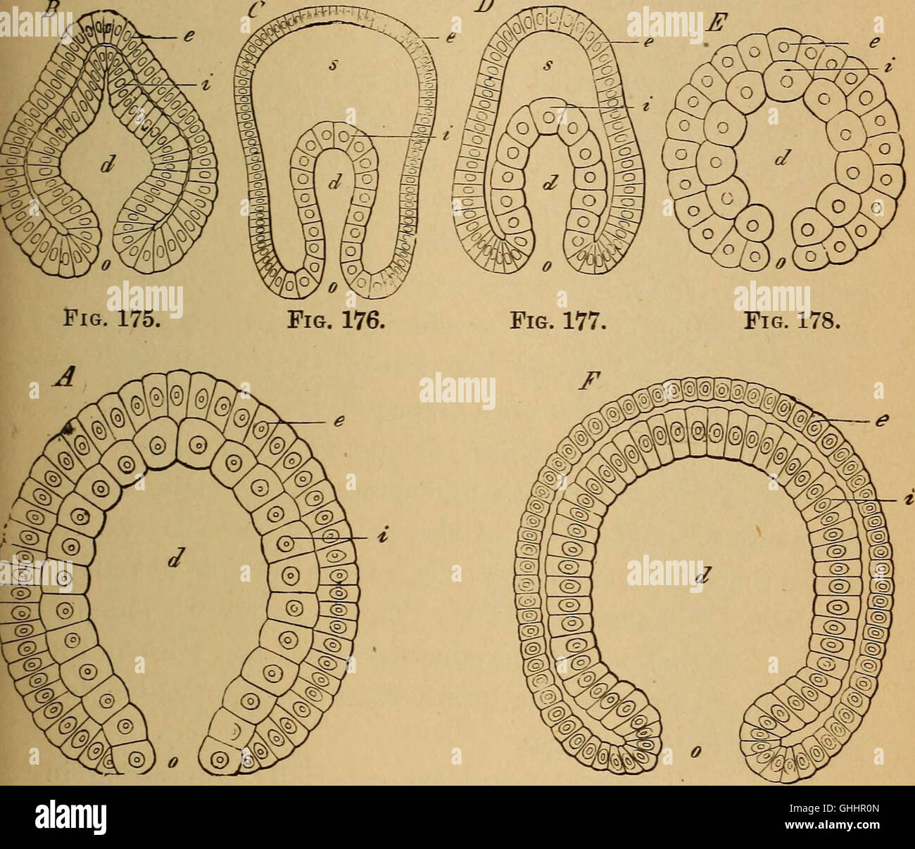 Questo lavoro del 1896 esplora l'evoluzione degli esseri umani, concentrandosi sugli aspetti chiave dell'ontogenia e della filogenesi umana, tracciando lo sviluppo delle specie umane nel tempo. Foto Stock