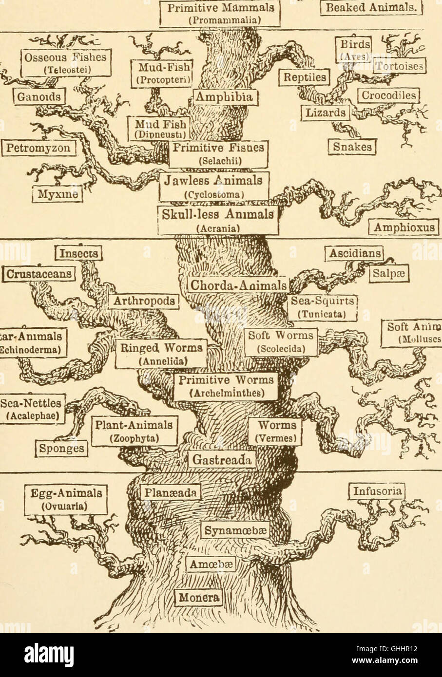 Questo lavoro del 1897, basato sugli studi di Ernst Haeckel, offre una spiegazione dettagliata dell'evoluzione umana, concentrandosi su ontogenia e filogenesi da una prospettiva scientifica. Foto Stock