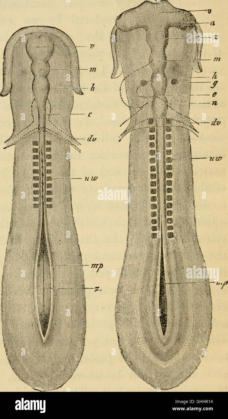 Una pubblicazione del 1879 che spiega l'evoluzione umana attraverso lo studio dell'ontogenia e della filogenesi. Fornisce informazioni sullo sviluppo umano e sulla storia evolutiva. Foto Stock