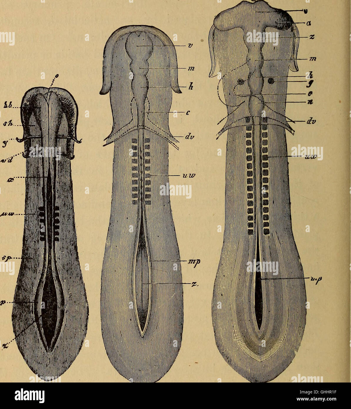 "The Evolution of Man" (1896) esplora lo sviluppo umano da prospettive ontogenetiche e filogenetiche, concentrandosi sugli aspetti chiave dell'evoluzione umana e della crescita biologica. Foto Stock