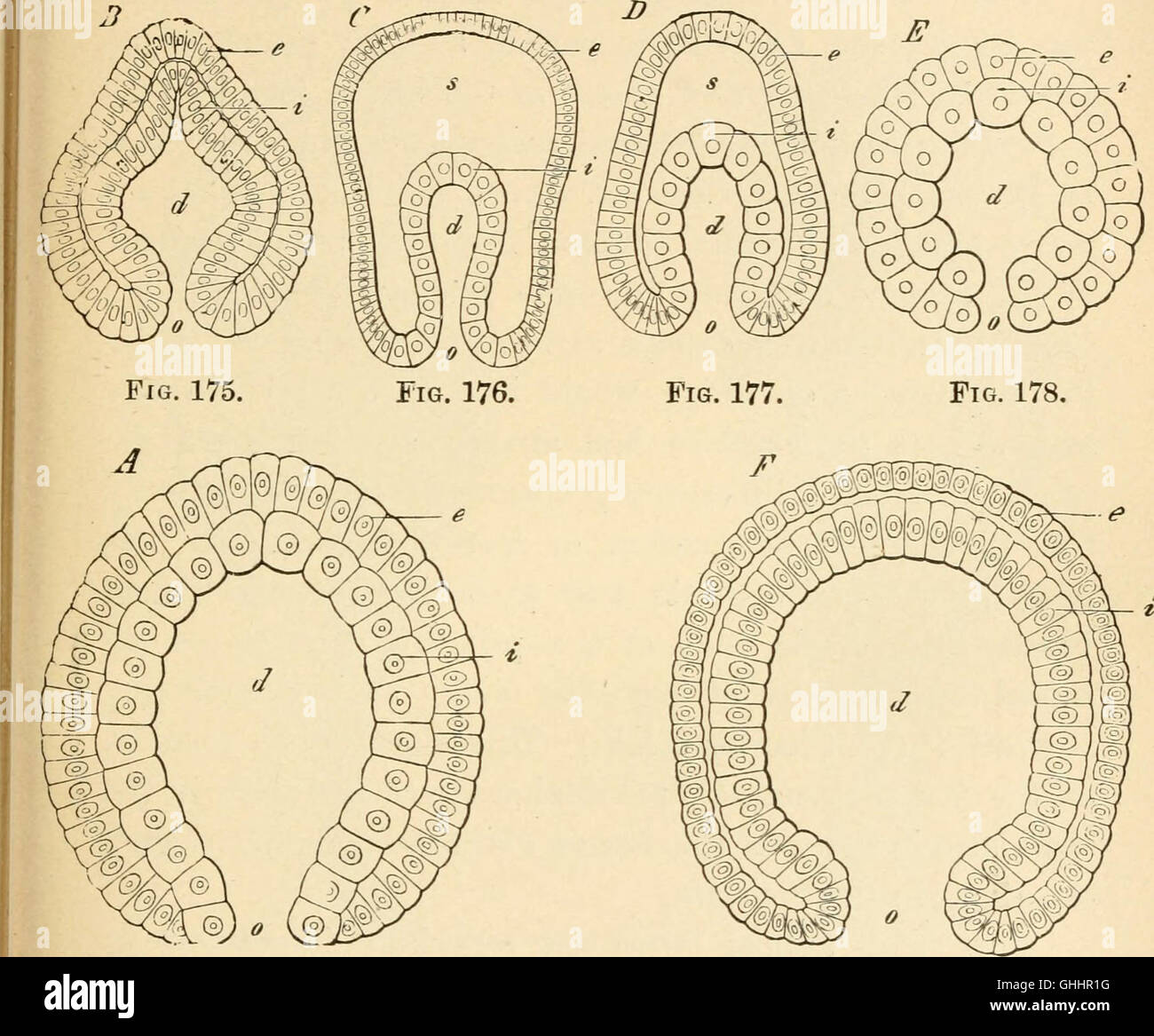 Questo lavoro del 1897 di Ernst Haeckel esplora l'evoluzione umana, concentrandosi sull'ontogenia (sviluppo dell'individuo) e sulla filogenesi (sviluppo evolutivo della specie), offrendo una discussione scientifica sulle origini umane. Foto Stock