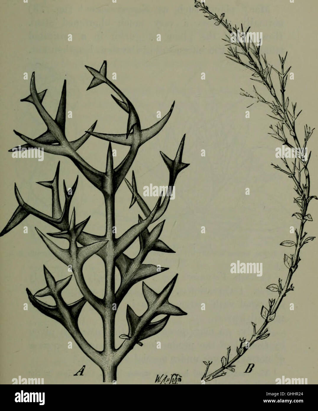 "Evolution by atrophy in Biology and Sociology" (1899) esplora il concetto di atrofia come fenomeno biologico e sociale, concentrandosi su come la regressione e la perdita di funzione possono influenzare l'evoluzione delle specie e delle società nel tempo. Foto Stock