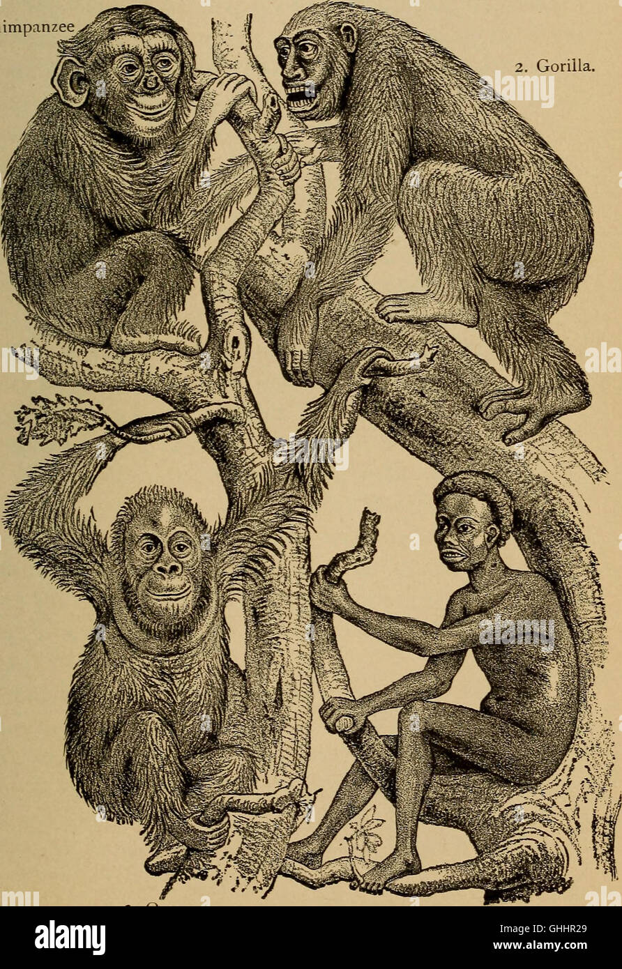 Questo lavoro del 1896 esplora l'evoluzione umana, coprendo le fasi chiave dell'ontogenia (sviluppo individuale) e della filogenesi (sviluppo delle specie), spiegando i processi e le pietre miliari dello sviluppo umano. Foto Stock
