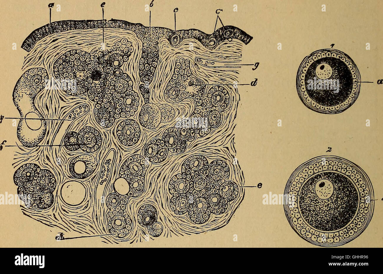 Questo lavoro del 1896 presenta un'esplorazione completa dello sviluppo umano, sia in termini di ontogenia (crescita individuale) che filogenesi (storia evolutiva), concentrandosi su fasi e pietre miliari chiave dell'evoluzione umana. Foto Stock