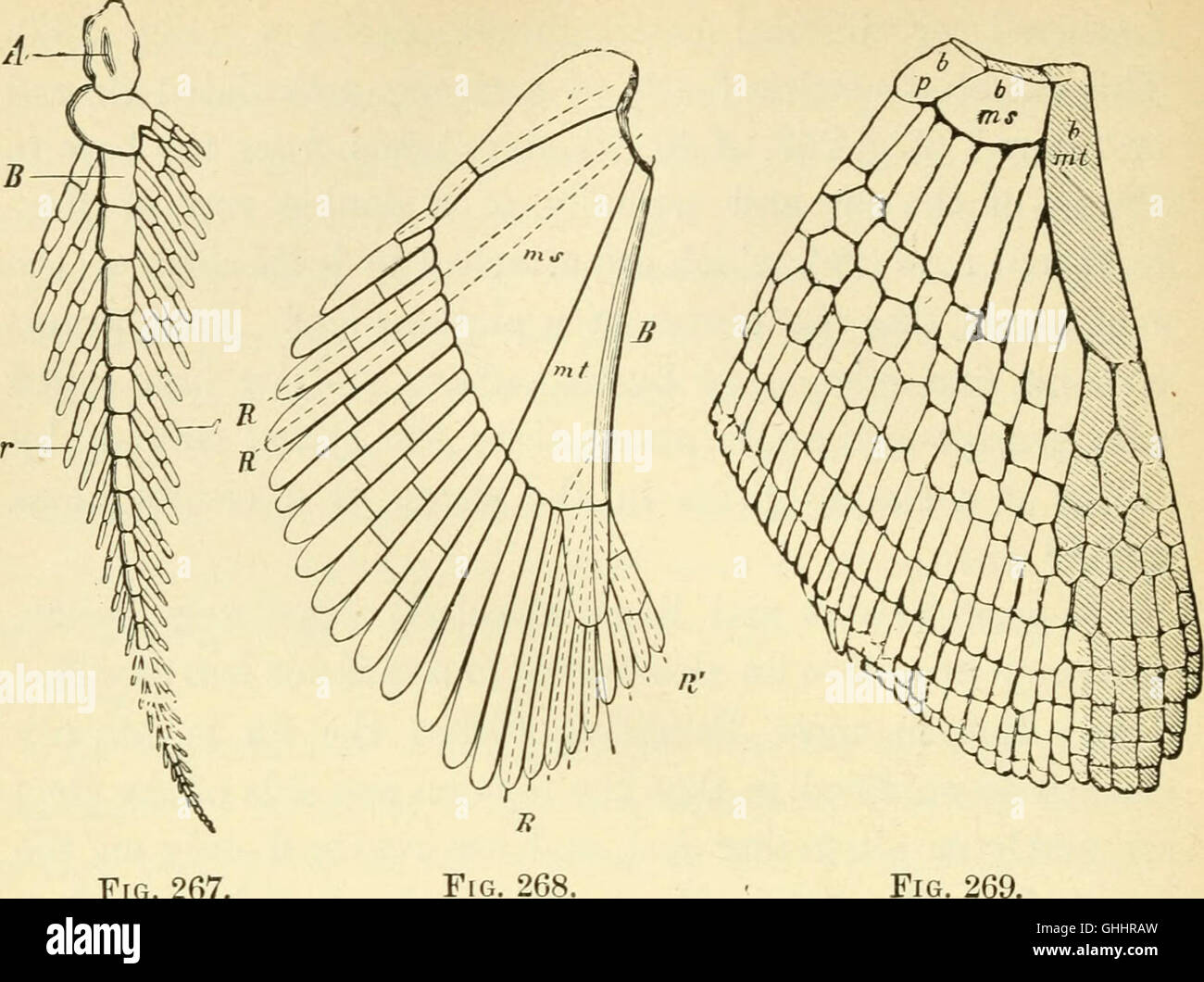 Questo lavoro del 1897 di Ernst Haeckel discute l'evoluzione degli esseri umani, concentrandosi sulle fasi dell'ontogenia (sviluppo individuale) e della filogenesi (storia evolutiva) in un formato accessibile e popolare. Foto Stock