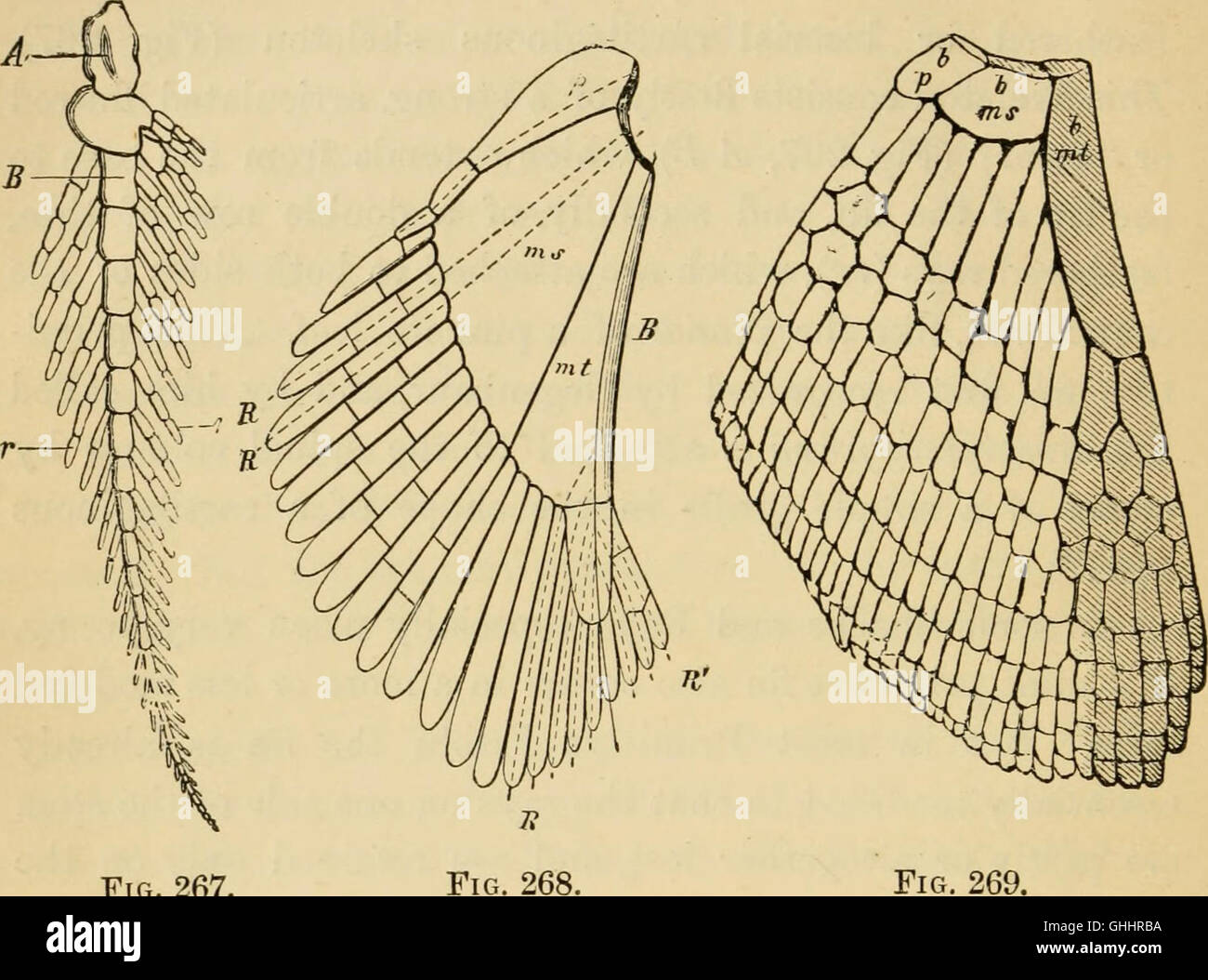 "The Evolution of Man" (1879) presenta una spiegazione accessibile dello sviluppo umano, concentrandosi sugli aspetti chiave dell'ontogenia (crescita individuale) e della filogenesi (storia evolutiva). Foto Stock