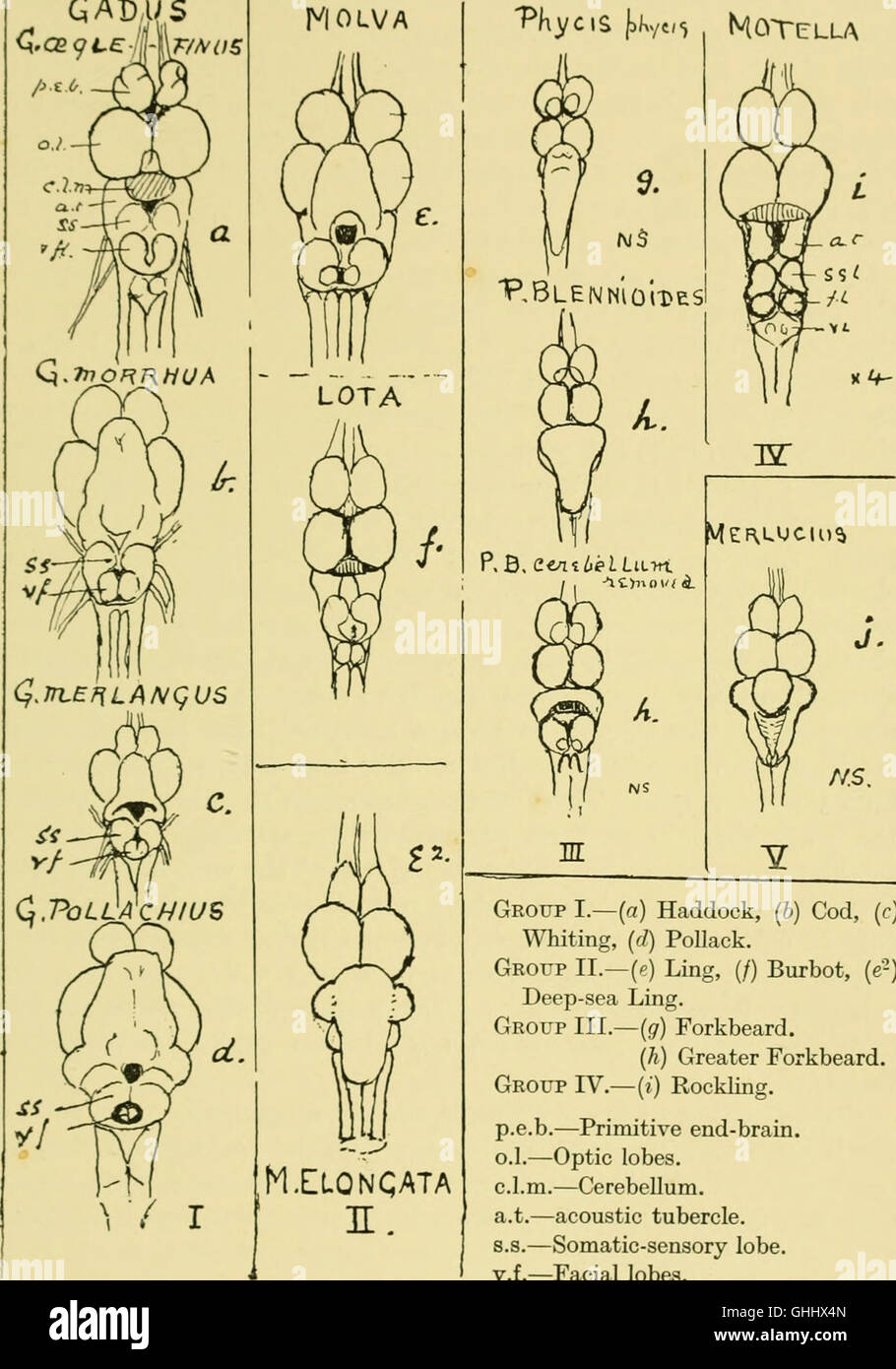"Cervello e corpo dei pesci" (1940) esamina la relazione tra la struttura cerebrale dei pesci e i loro comportamenti di caccia e alimentazione, fornendo informazioni sulla biologia dei pesci e sulle funzioni cognitive. Foto Stock