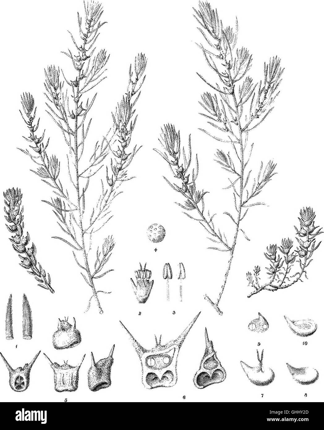 Uno studio botanico del 1889 sulle piante salsolacee australiane, che documenta la loro classificazione, struttura e significato ecologico. Foto Stock