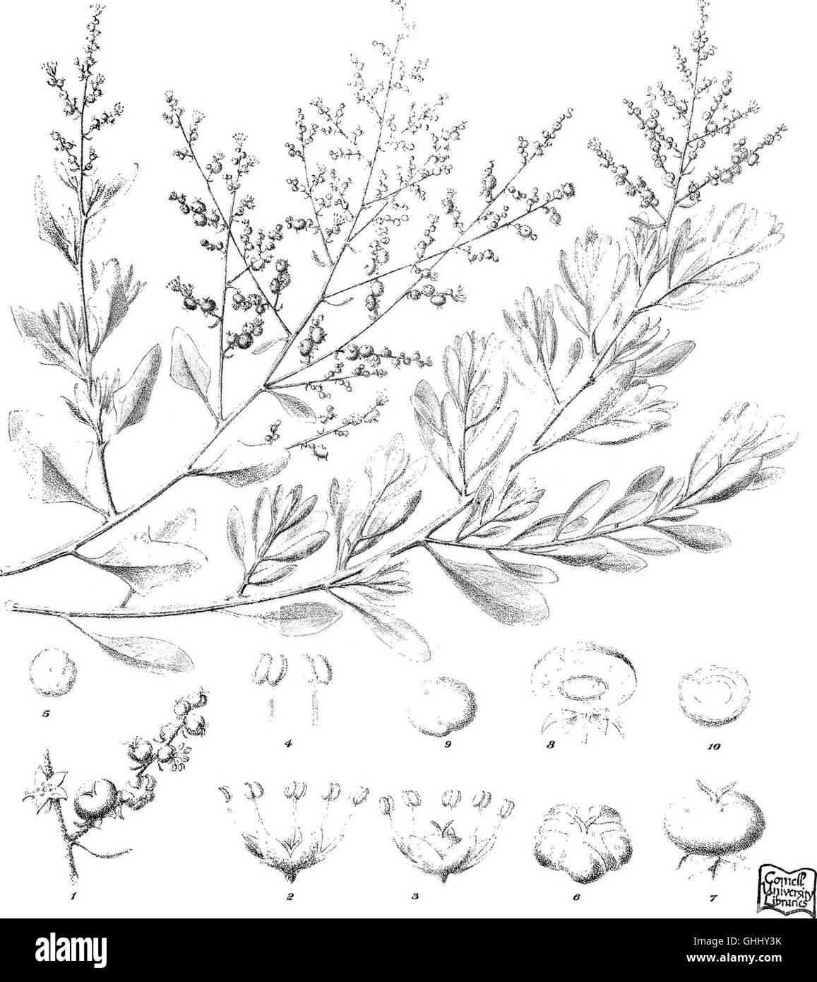 Questo lavoro fornisce un'iconografia dettagliata delle piante salsolacee australiane, una famiglia di specie tolleranti al sale. Lo studio presenta illustrazioni e descrizioni che documentano la diversità di queste piante presenti nelle regioni aride e negli ambienti costieri dell'Australia. Foto Stock