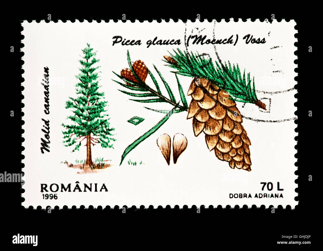 Francobollo dalla Romania raffiguranti i semi, coni rami e albero di abete bianco (Picea glauca) Foto Stock