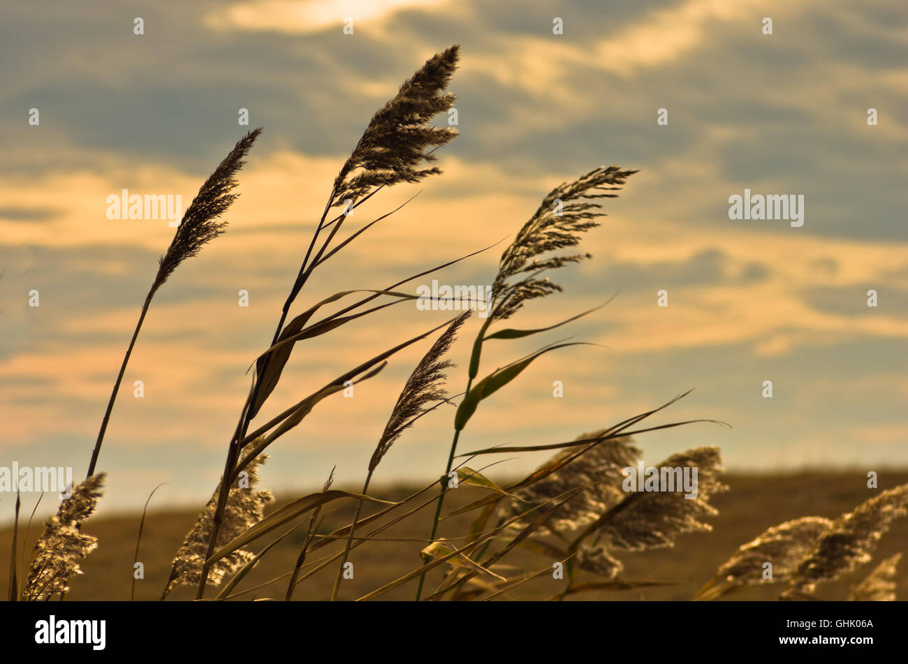 Prairie grass su un terreno asciutto contro il cielo scuro e piovoso nuvole Foto Stock