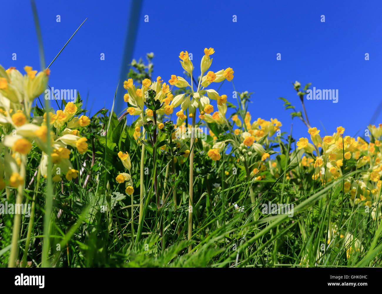 Cowslip, Primula veris Foto Stock