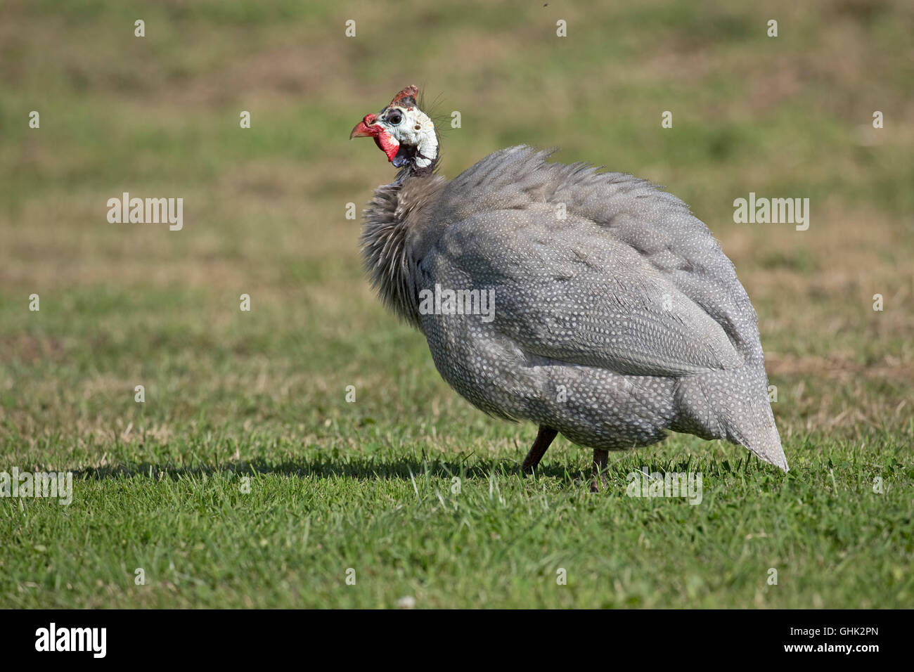 Uno addomesticati Helmeted faraone Numida meleagris talvolta chiamato gleanies o pintades REGNO UNITO Foto Stock