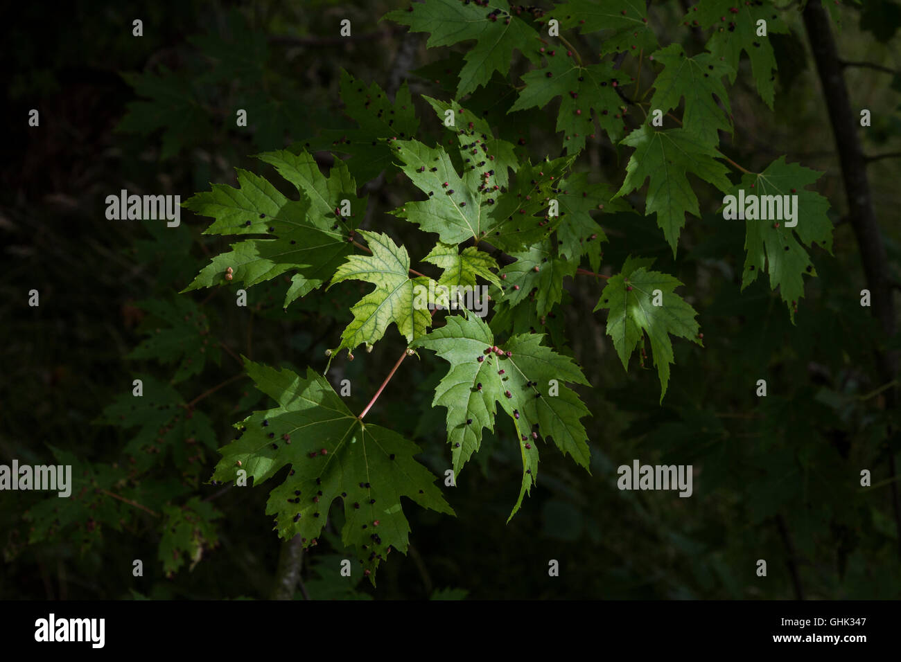 Maple vescica fiele su argento acero - Acer saccharinum. Causati da Vasates quadripedes, la vescica di acero-gall acari. Foto Stock