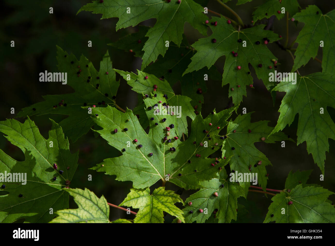 Maple vescica fiele su argento acero - Acer saccharinum. Causati da Vasates quadripedes, la vescica di acero-gall acari. Foto Stock