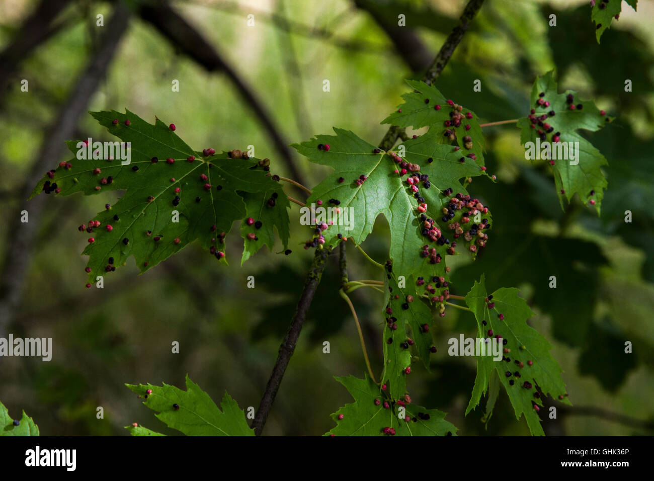 Maple vescica fiele su argento acero - Acer saccharinum. Causati da Vasates quadripedes, la vescica di acero-gall acari. Foto Stock