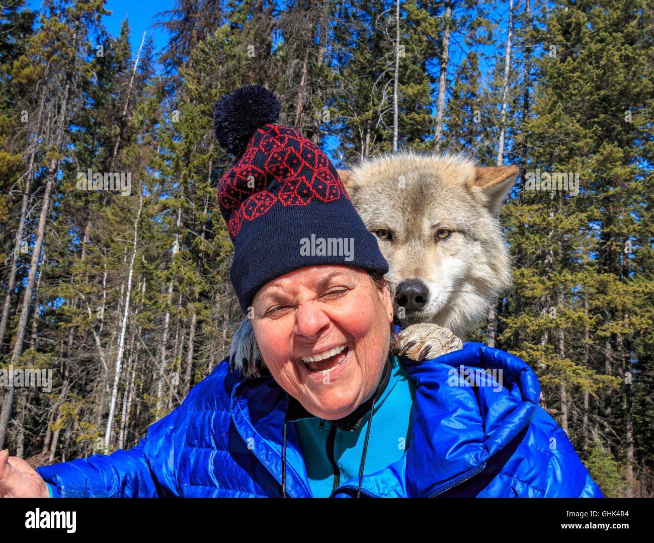 La donna incontra Scrappy Dave, uno dei lupi su un lupo guidata a piedi attraverso la foresta con luci del nord Centro Lupo Foto Stock