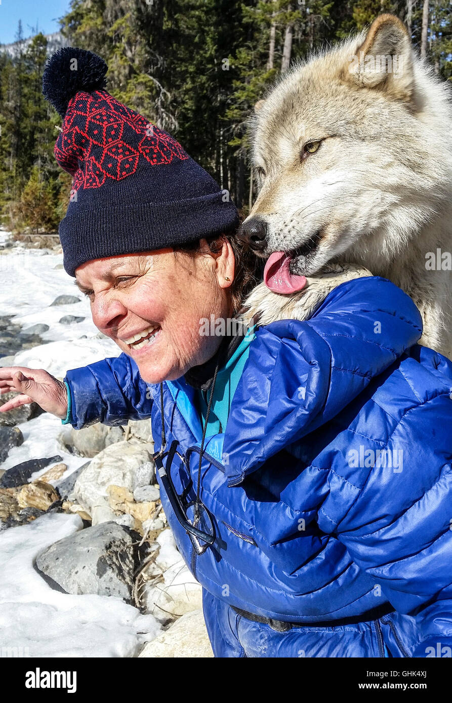 La donna incontra Scrappy Dave, uno dei lupi su un lupo guidata a piedi attraverso la foresta con luci del nord Centro Lupo Foto Stock