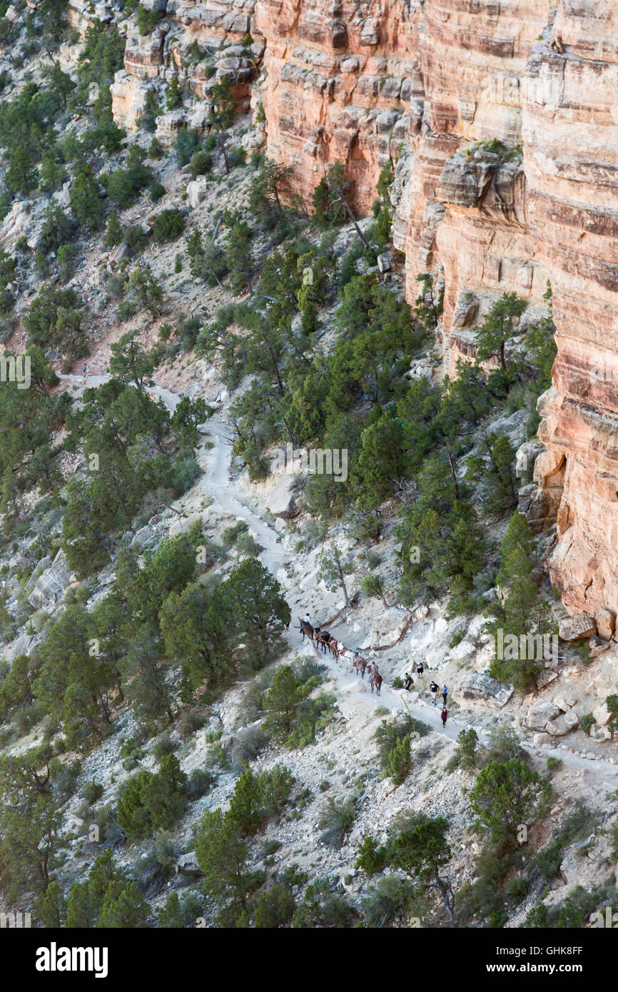 Parco Nazionale del Grand Canyon, Arizona - un sentiero equipaggio, imballaggio attrezzature a un sito di lavoro sulla South Kaibab Trail. Foto Stock