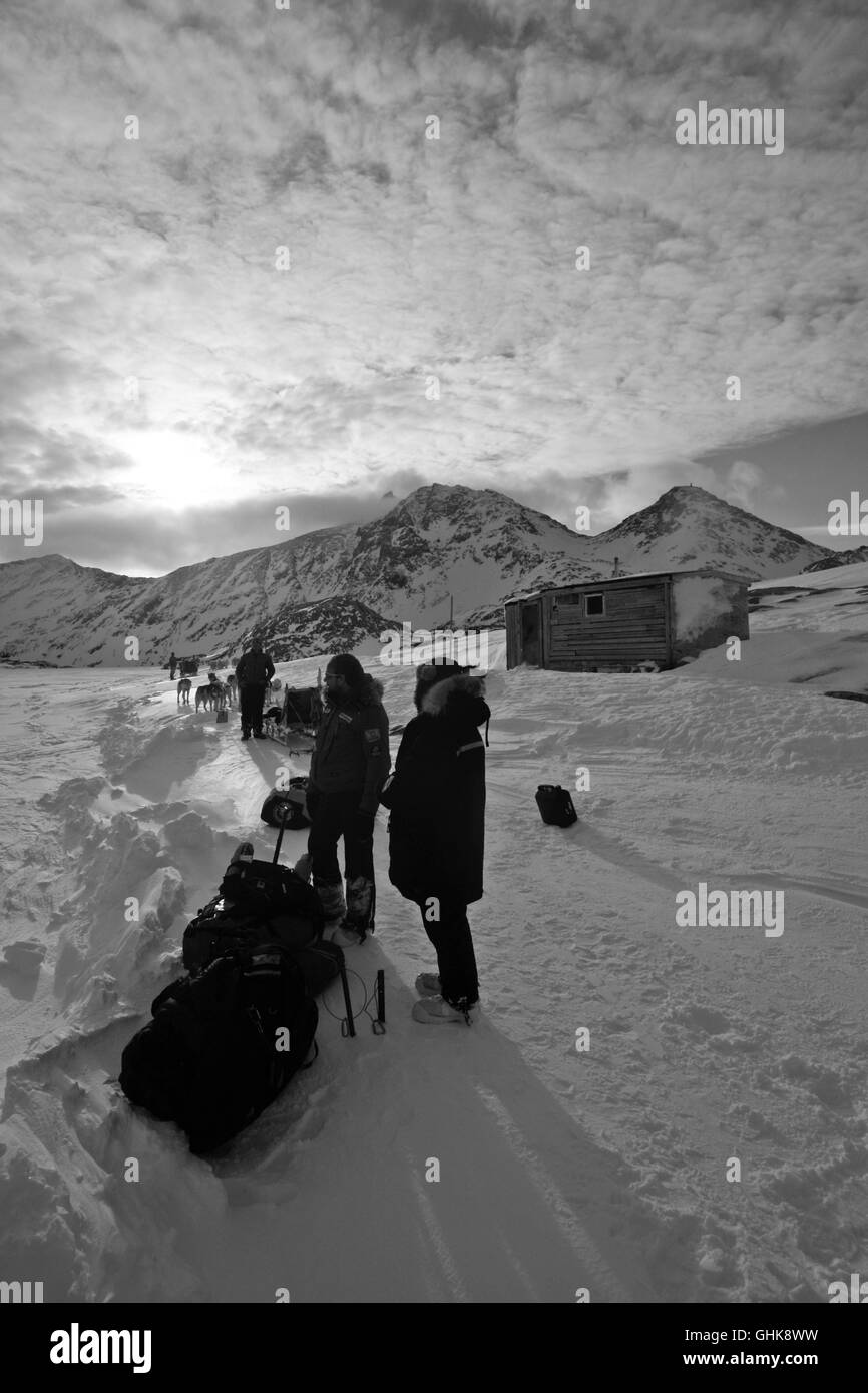 Cani da slitta in Groenlandia Foto Stock