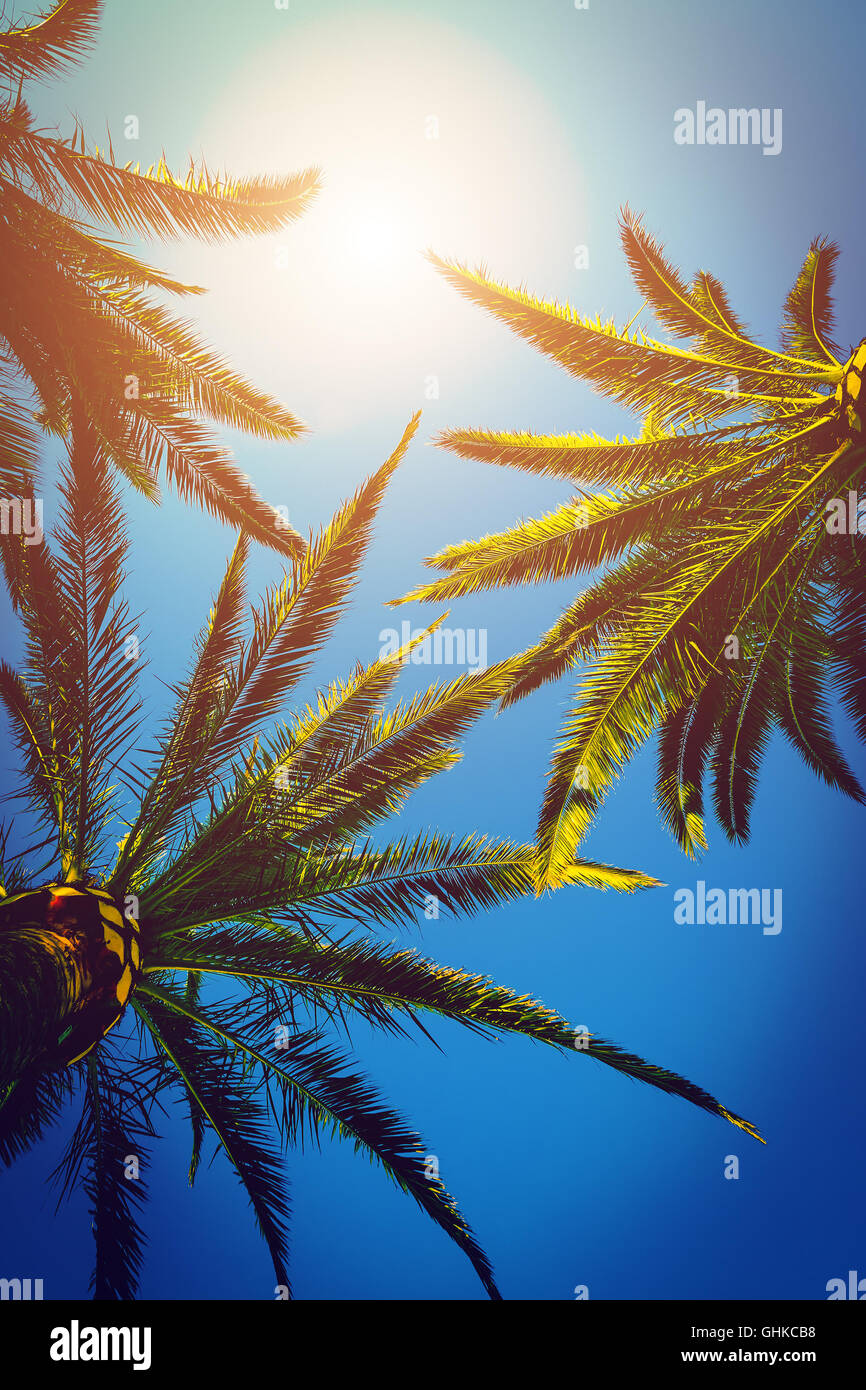 Albero di palme e sole Foto Stock