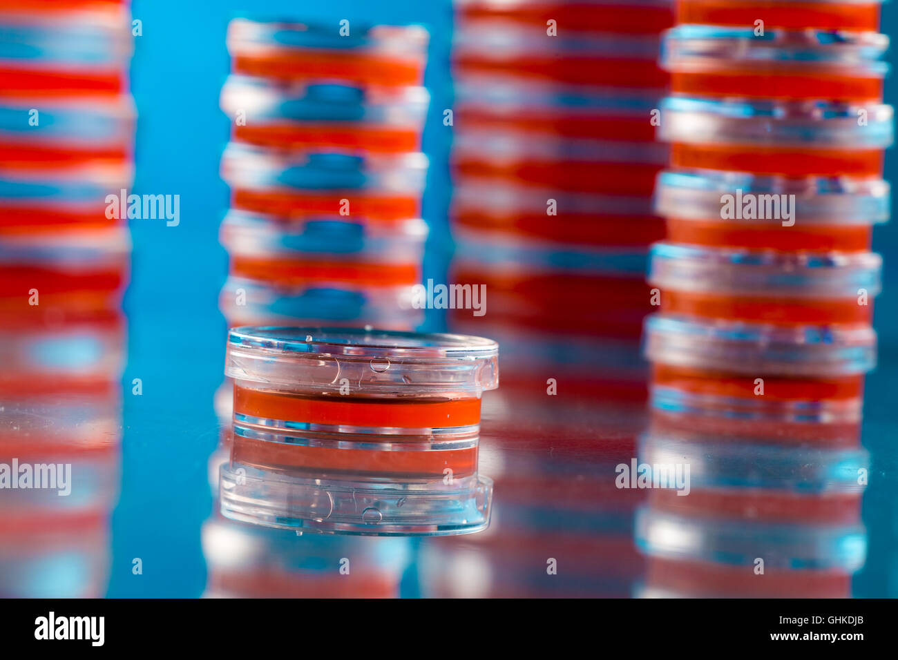Pila di piastre di Petri su sfondo blu Foto Stock