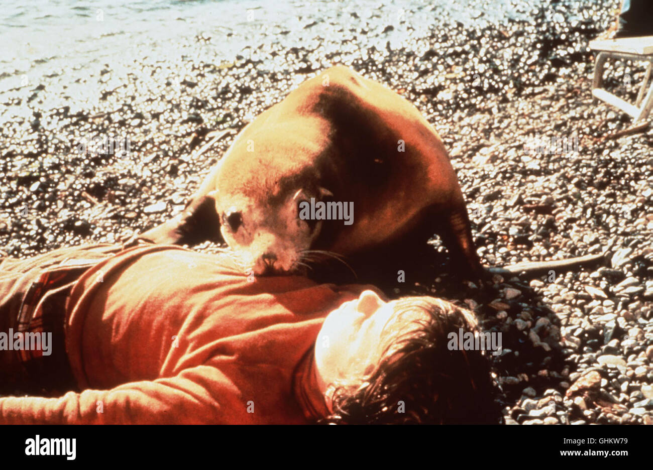 Auf einer Insel vor der Küste Alaskas lebt Jim Lee mit circuizione Familie und träumt davon, die sagenhafte "Goldene Robbe' zu finden, auf deren Erlegung ein reicher Sonderling eine hohe Prämie ausgesetzt hat. Jims kleiner Sohn Eric ( TORQUIL CAMBELL) findet nach einem Sturm die Robbe in einer höhle. Die beiden werden Spielgefährten. Tapfer Ebenso wie listig verhilft er dem Tier zur Flucht Vor den Jägern... Regie: Frank Zuniga aka. Il sigillo d'Oro Foto Stock