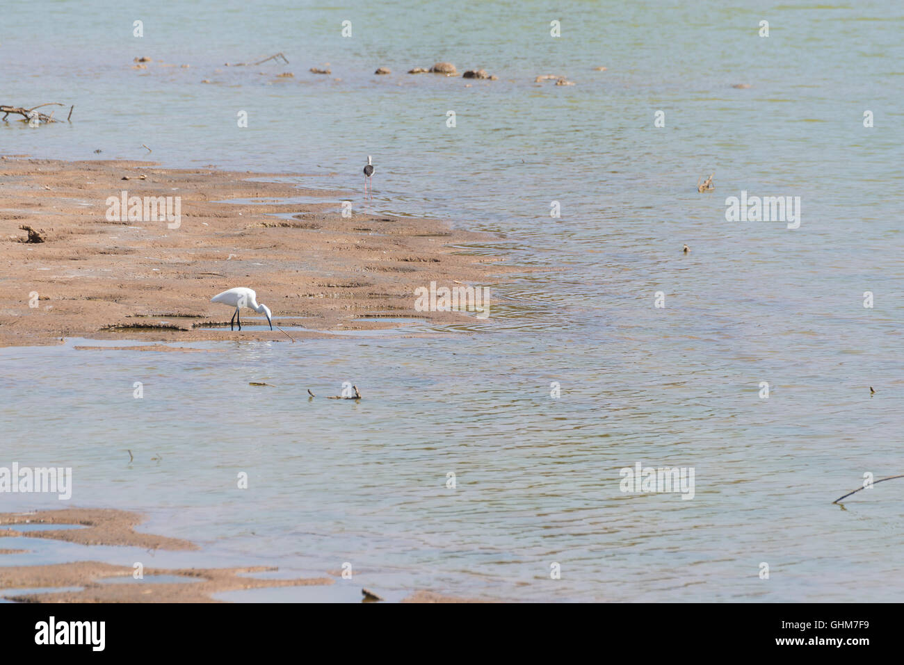 Airone bianco maggiore (Ardea alba) nella riserva naturale e il santuario degli uccelli Charca de Maspalomas (stagno Maspalomas) nella grande isola delle Canarie Foto Stock