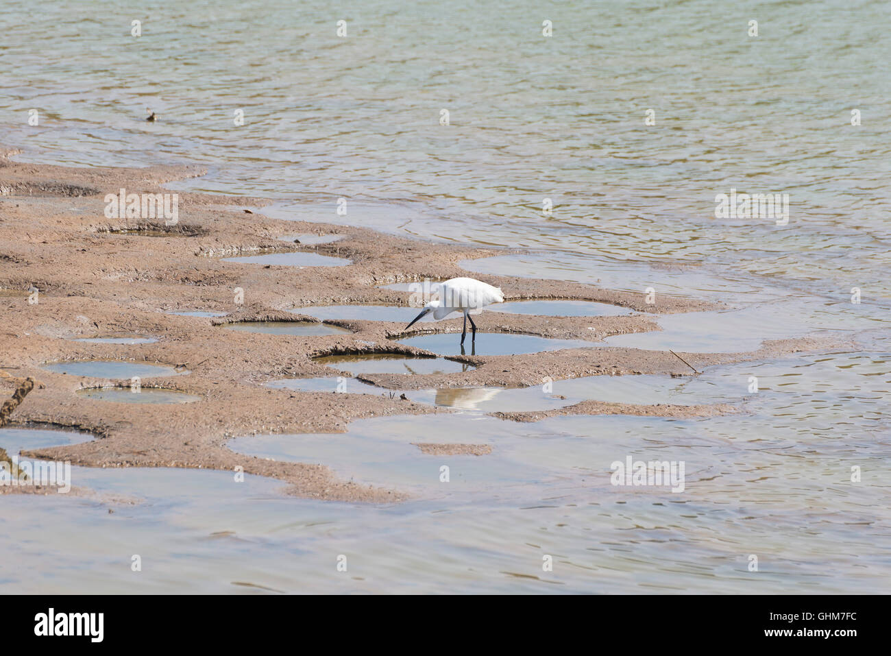 Airone bianco maggiore (Ardea alba) nella riserva naturale e il santuario degli uccelli Charca de Maspalomas (stagno Maspalomas) nella grande isola delle Canarie Foto Stock